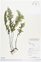 單邊鐵角蕨藏品圖，第1張