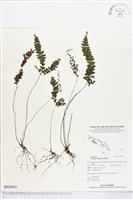 長尾鐵線蕨藏品圖，第1張