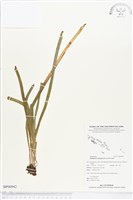 登錄號:BP00942藏品圖，第1張