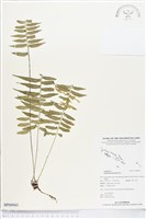 鈍齒鐵角蕨藏品圖，第1張