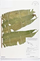 多生菜蕨藏品圖，第1張