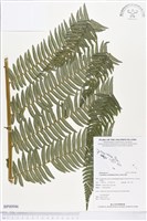 登錄號:BP00946藏品圖，第1張