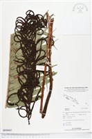 登錄號:BP00947藏品圖，第1張