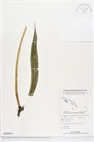 薄葉擬茀蕨藏品圖，第1張