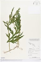 登錄號:BP00951藏品圖，第1張