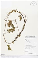 登錄號:BP00953藏品圖，第1張