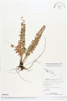 登錄號:BP00954藏品圖，第1張