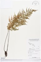 大羽鐵角蕨藏品圖，第1張