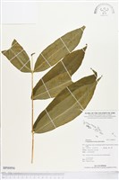 全緣鳳丫蕨藏品圖，第1張