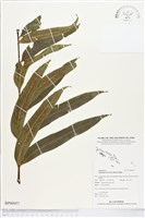 登錄號:BP00957藏品圖，第1張
