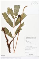 登錄號:BP00958藏品圖，第1張