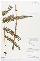 登錄號:BP00959藏品圖，第1張