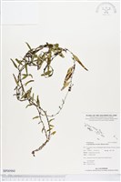 登錄號:BP00960藏品圖，第1張