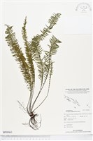 穴子蕨藏品圖，第1張