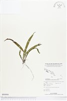 登錄號:BP00966藏品圖，第1張