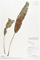 登錄號:BP00968藏品圖，第1張