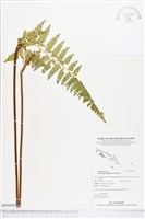 熱帶鱗蓋蕨藏品圖，第1張