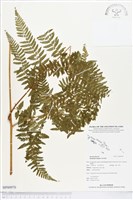 登錄號:BP00970藏品圖，第1張