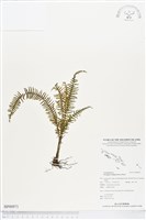 穴子蕨藏品圖，第1張
