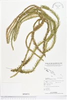 登錄號:BP00974藏品圖，第1張