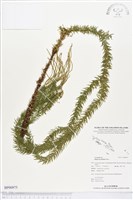 登錄號:BP00975藏品圖，第1張