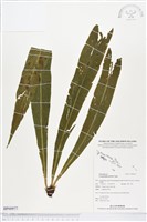 登錄號:BP00977藏品圖，第1張