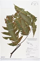 登錄號:BP00978藏品圖，第1張