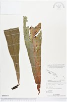 登錄號:BP00979藏品圖，第1張