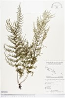 登錄號:BP00980藏品圖，第1張