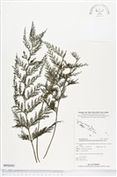 大球稈毛蕨藏品圖，第1張