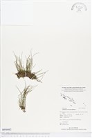 登錄號:BP00982藏品圖，第1張