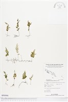 團扇蕨藏品圖，第1張