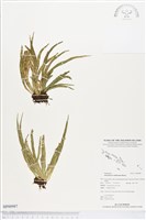 登錄號:BP00987藏品圖，第1張