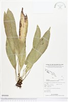 登錄號:BP00989藏品圖，第1張