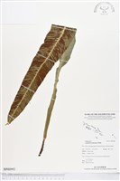 登錄號:BP00992藏品圖，第1張