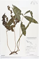 尾葉實蕨藏品圖，第1張