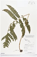 登錄號:BP00994藏品圖，第1張