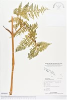 登錄號:BP00997藏品圖，第1張