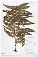 登錄號:BP00998藏品圖，第1張