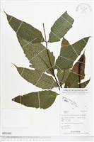 登錄號:BP01002藏品圖，第1張