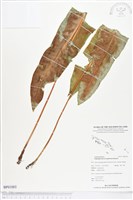 登錄號:BP01003藏品圖，第1張