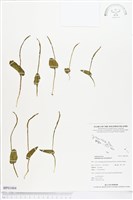 網脈瓶爾小草藏品圖，第1張