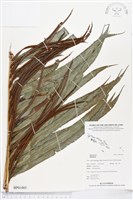 登錄號:BP01005藏品圖，第1張