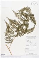 登錄號:BP01006藏品圖，第1張