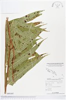 登錄號:BP01007藏品圖，第1張