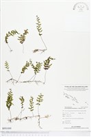 南洋厚壁蕨藏品圖，第1張