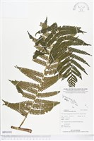 登錄號:BP01010藏品圖，第1張