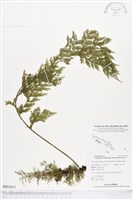 登錄號:BP01011藏品圖，第1張