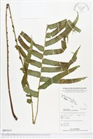 登錄號:BP01013藏品圖，第1張