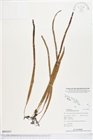 抱樹石葦藏品圖，第1張